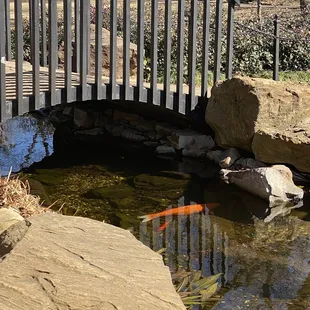 Koi pond