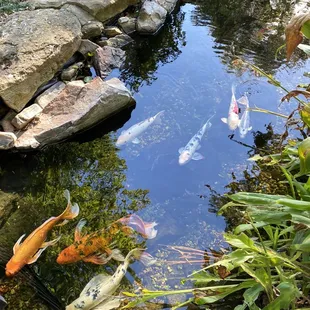 Koi pond below the bridge
