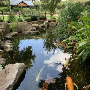 Koi pond