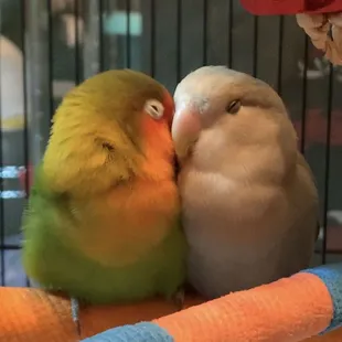 Fischer's and double violet factor (blue series) peachfaced lovebird