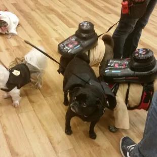 Pug-o-ween 2016. Ghostbusters pugs, Batpug