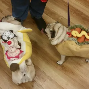 Pug-o-ween 2016. Pug sisters Daisy and Macy