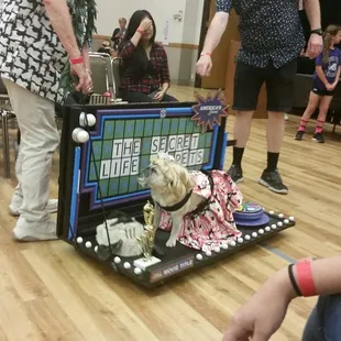 Pug-o-ween 2016. Wheel of Fortune with Vanna Pug.