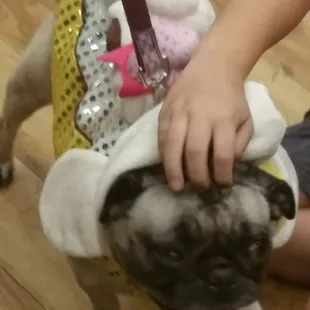 Pug-o-ween 2016 - icecream sundae :)