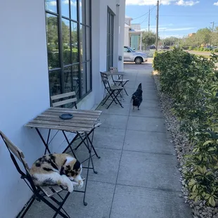 Cats &amp; Roosters that frequent the joint