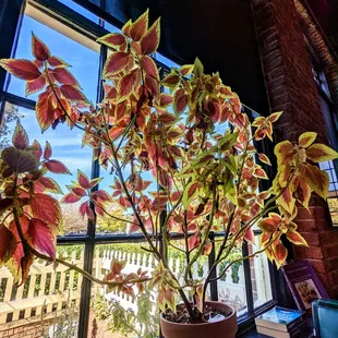 Love the ambiance. Tall ceilings, gorgeous plants throughout.