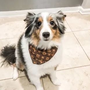 Dog grooming