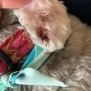 Her cut up ear!!!!