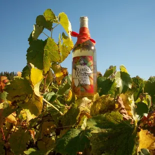 Grateful Goat Vineyard & Winery