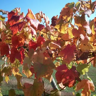 Nice Stueben Vine Changing Color in Autumn