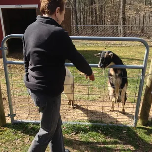 These goats were grateful to see Linda!
