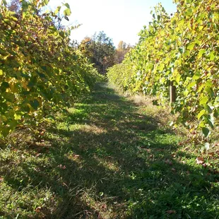 The Vineyard in Fall