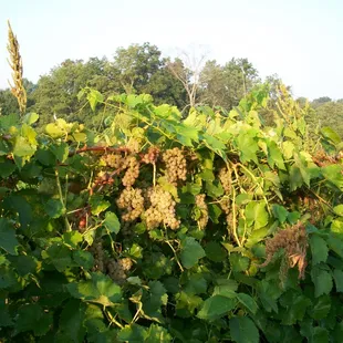 Grapes Loaded On the Vines!