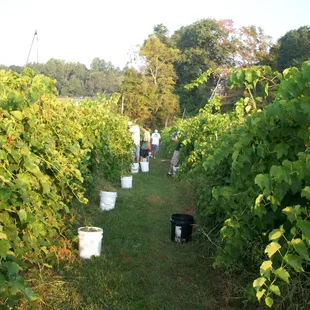 Buckets Ready for Picking Grapes!