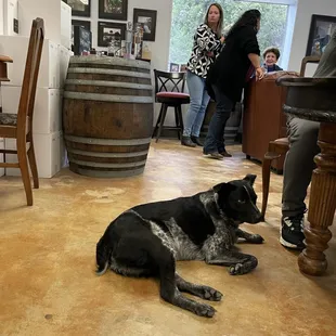 Dog friendly tasting room at Graveyard Vineyards