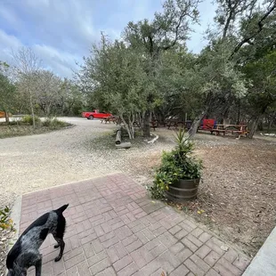 Outdoors and Blaze, the wine dog :)