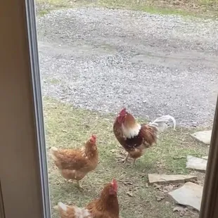 Their chickens visiting us at the door.  Funny!
