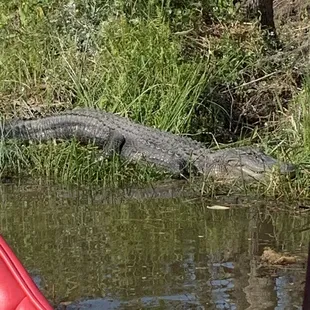 Alligator on the swamp