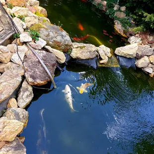 Koi in the pond