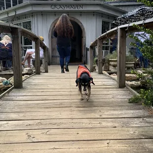 Winery dog making his rounds