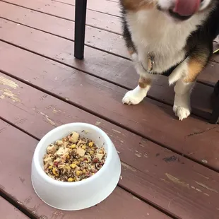 a dog standing next to a bowl of food