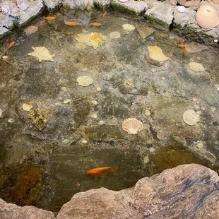 Cute fishies :)