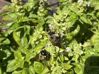 Ephraim McDowell House and Apothecary