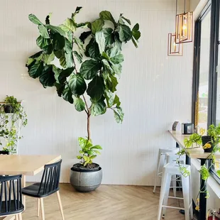 Fig tree and plants