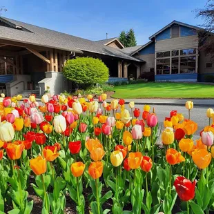 tulips in front of a building