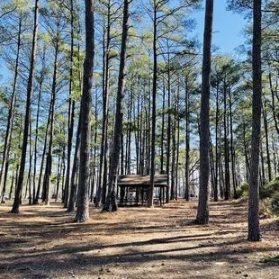 Woodsy area with shelter with picnic table