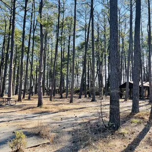 Woodsy picnic area