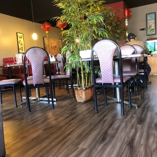 a bamboo plant in the middle of the room