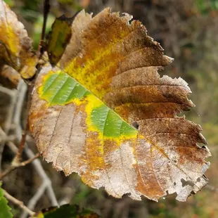 The leaves in the autumn are amazing...