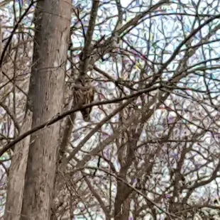 The only wildlife we saw and it was at a distance.