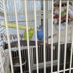 a blue and yellow parakeet in a cage