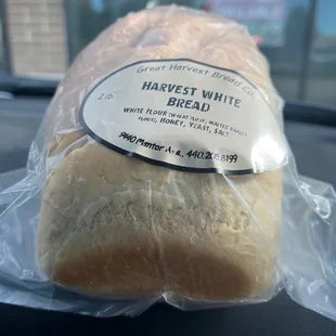 Harvest White - Everyday