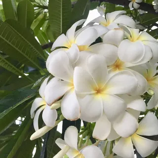 Hawaii Girl Y.