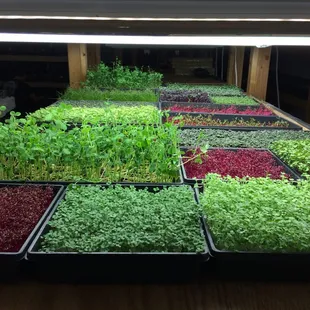 a variety of microgreens growing in trays