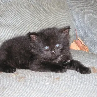 Bodacious Star Aura, my gift from the Goddess (i.e., Mother Earth), after TLC, mother&apos;s milk replacement, and  lots of cuddling,