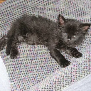 Bodacious Star Aura, before I started feeding him mother&apos;s replacement milk (obtained at Wal Mart) every four hours.