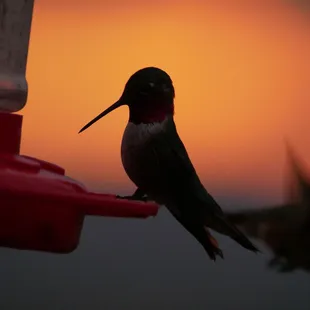 Hummingbirds outside our room at sunset