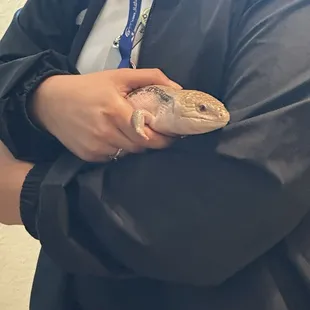 Skink