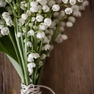 Lilly W.