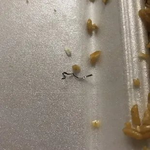 a tiny insect on a piece of paper