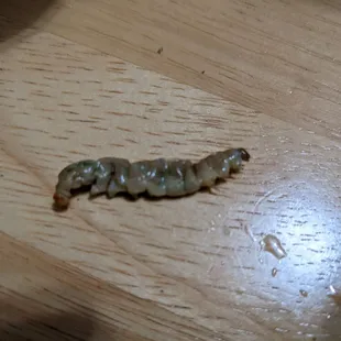 the worm, very clearly a worm, and very clearly not pork,  zoomed in.