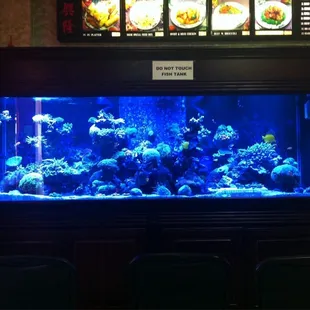 Beautiful salt water aquarium tank to look at while waiting for your food!