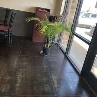 One silk plant hiding trash can and magazine rack