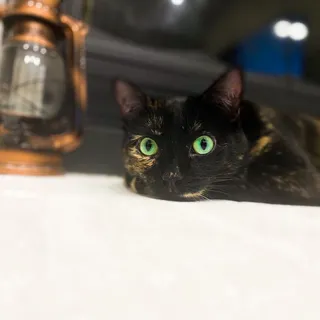 Allie L.