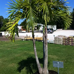 They sell palm trees here. I need to bring the beach to me!