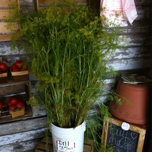 Fresh Dill...$3 a Bunch! That's some tall dill.